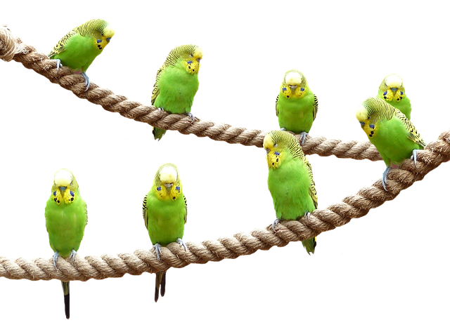 osm papoušků
